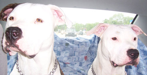 Lou & Brook - Car Ride