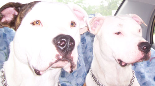 Louie & Brooklyn - Car Ride