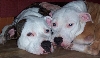 Louie & Brooklyn - Nap Time