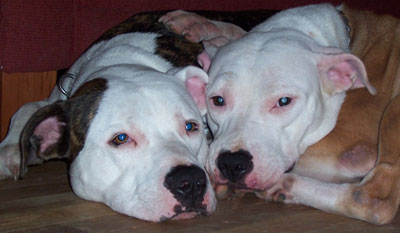 Louie & Brooklyn - Nap Time