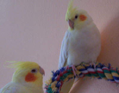 Dax & Bella