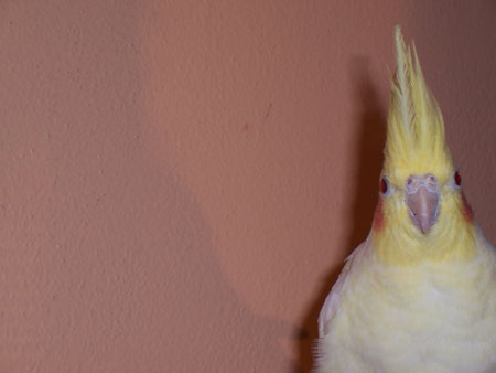 Hi... I'm Dax!