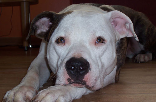 Louie