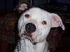 Louie