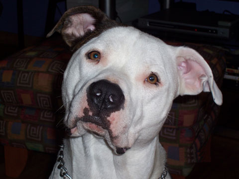 Louie