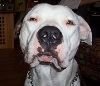 Sourpuss Louie