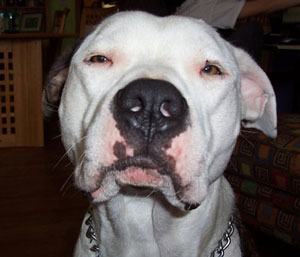 Sourpuss Louie