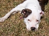 Louie Outside