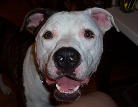 Louie - Happy Boy!!