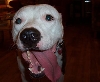 Goofy Louie!