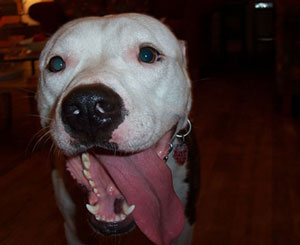 Goofy Louie!