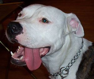 Louie - Big Head Lou