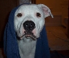 Bathtime Louie