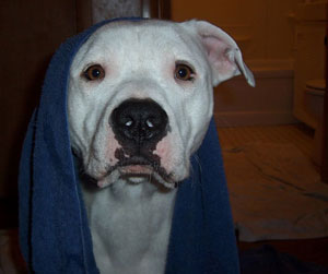 Bathtime Louie