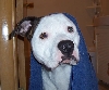 Bathtime Louie