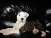 Puppy Louie