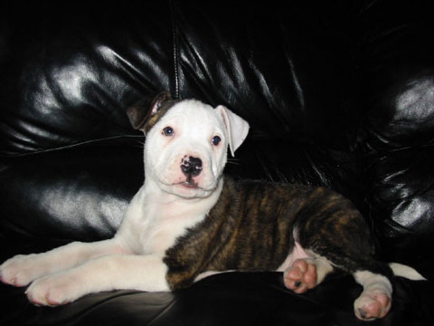 Puppy Louie