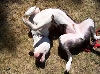 Louie - Being Silly