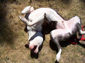 Louie - Being Silly