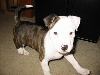 Puppy Lou