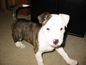 Puppy Lou