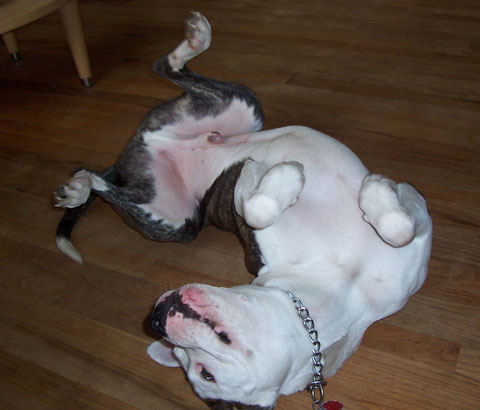 Silly Lou