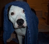 Bathtime Louie