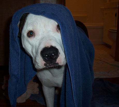 Bathtime Louie