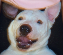 Louie - Hambone