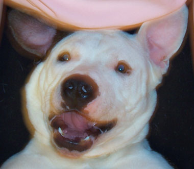 Louie - Hambone