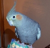 Luna Bird