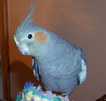 Luna Bird