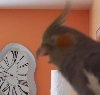 Yawning Luna