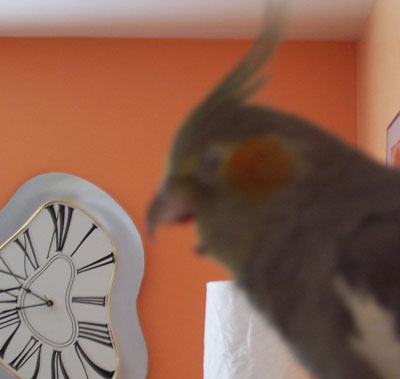 Yawning Luna