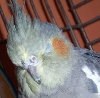 Sleepy Luna