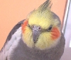 Puffy Mouth