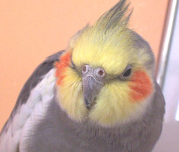 Puffy Mouth