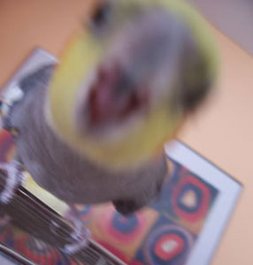 Cranky Mouth