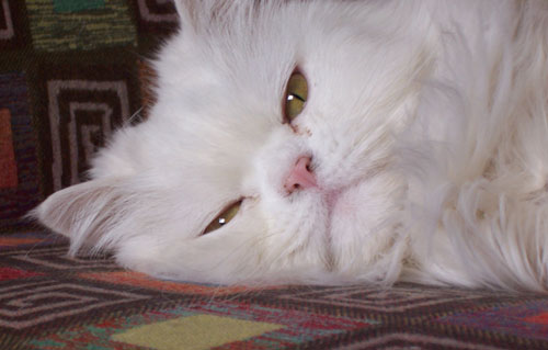 Simon
