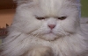 Simon