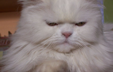Simon