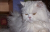 Sweet Simon