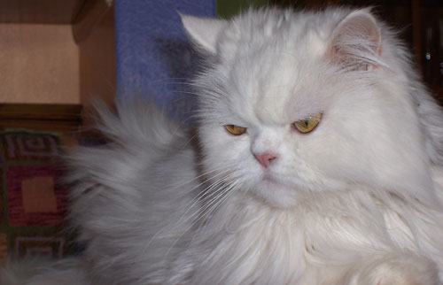Sweet Simon