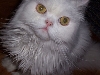 Simon
