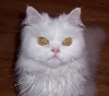 Simon