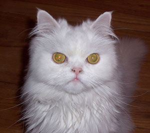 Simon