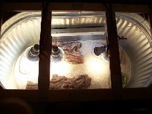 Inside New Uro Cage