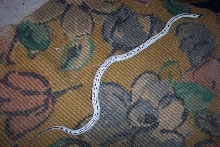 Reverse Strip Cal King?