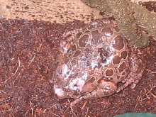 Kassina Maculata