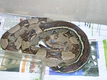 Female Strippe